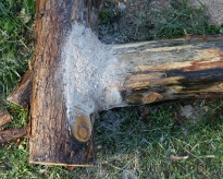DSC00409
