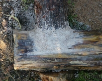 DSC00410