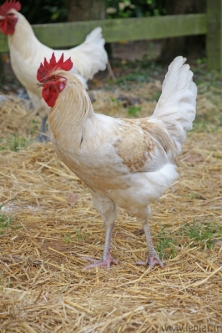 DSC03649