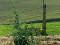DSC01186.jpg