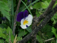 DSC01205.jpg