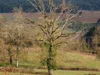DSC00777.jpg