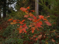 DSC00512.jpg