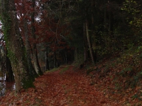 DSC00528.jpg