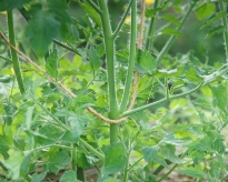 DSC02632