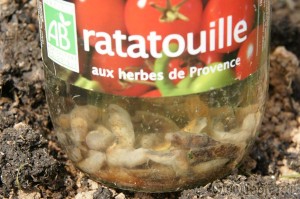 Ratatouille de limaces