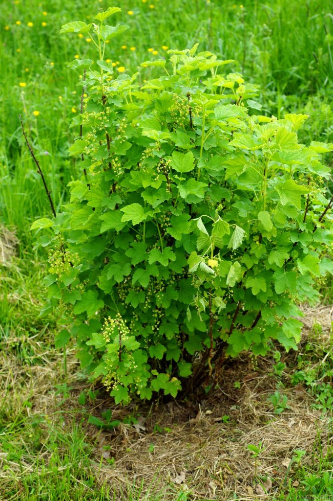 Voilà un vert dans lequel on va bientôt trouver du rouge, bio, et sans alcool ! ^_^