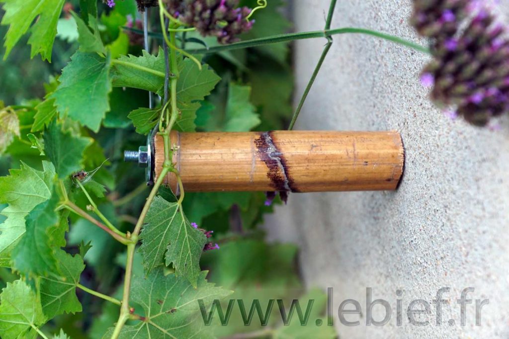 Palissage de la vigne en bambou